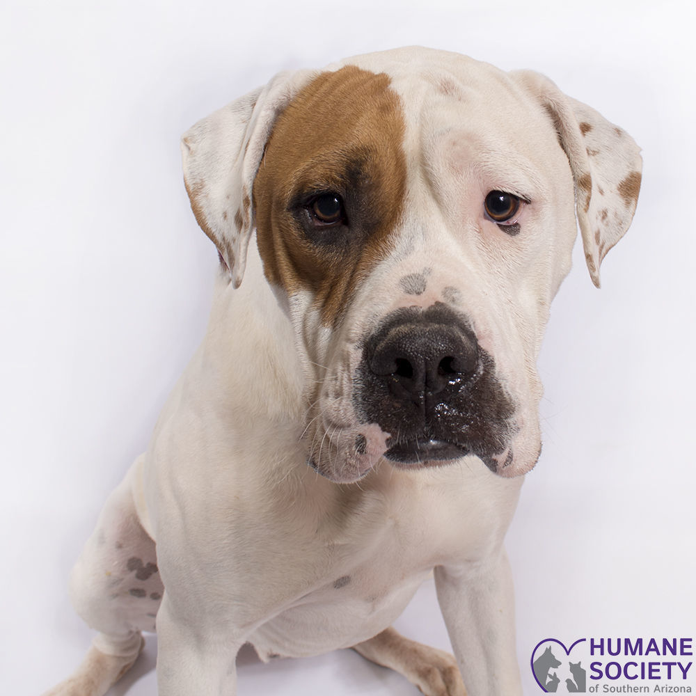 Adopt a friend: Popeye